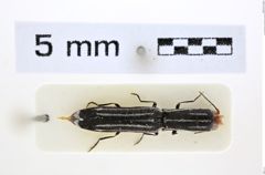 Foto (Dorsalansicht) von Elasmosomus alluaudi (NHMW-ZOO-COL-0008100)